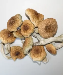 Psilocybe Azurescens