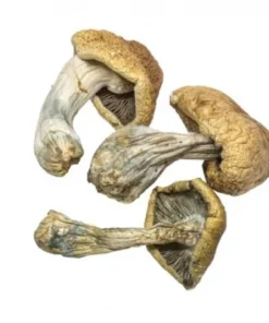 Buy Cambodian Cubensis Online