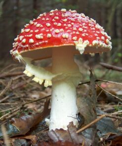 Buy Amanita Muscaria Online