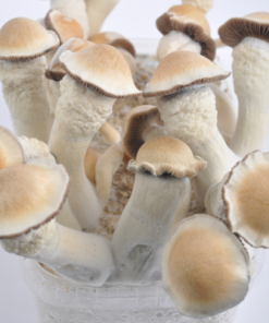 Buy Penis envy Mushroom Online